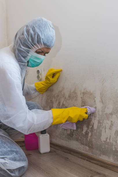 Best Mold Odor Removal Services  in Branchville, SC