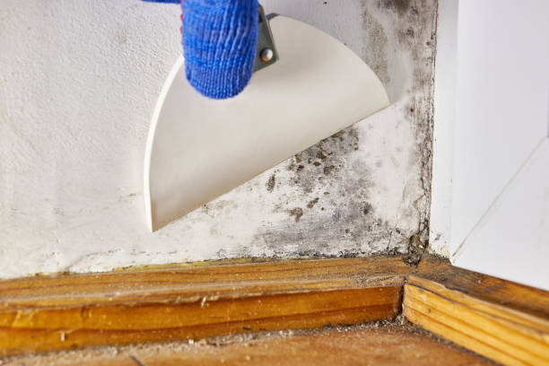 Best Crawl Space Mold Remediation  in Branchville, SC