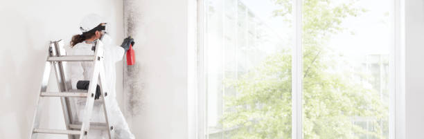  Branchville, SC Mold Removal Pros